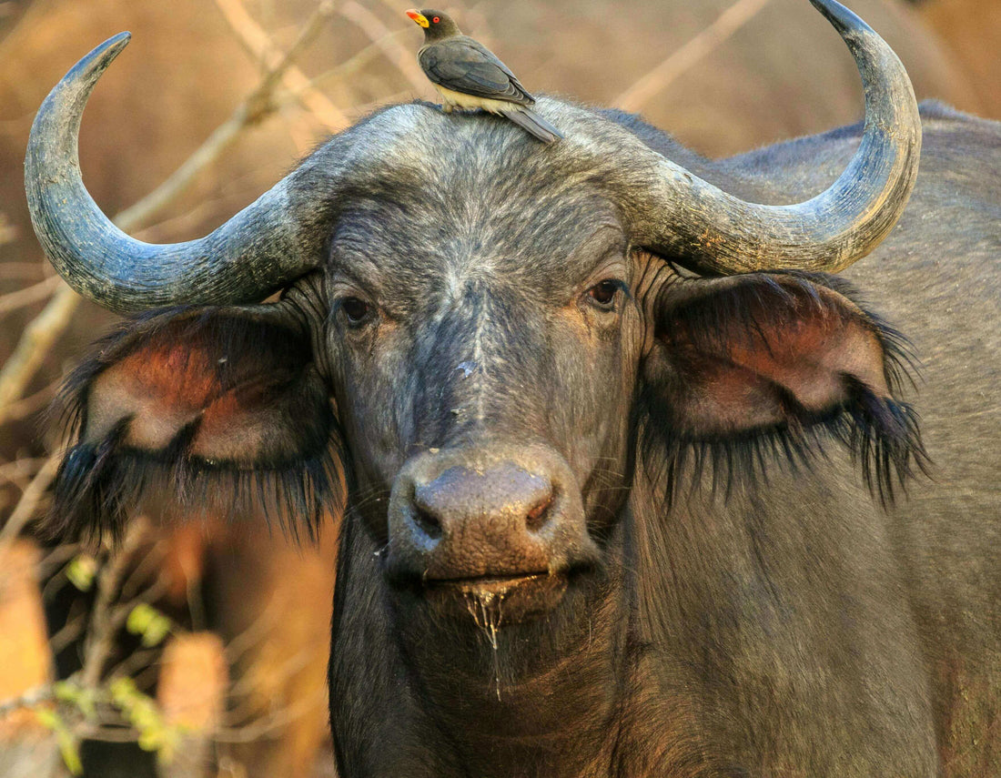 Original Milly : l'uso del bufalo come suola per calzature