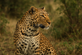 Pelle Animalier